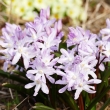 Chionodoxa-forbesii-'Pink-Giant'-_