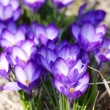 Crocus-tommasinianus-'Ruby-Giant'-_