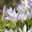 Crocus-tommasinianus-_