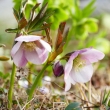 Helleborus-hy.-_