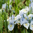 Iris-'Katharine-Hodgkin'-_