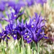 Iris-reticuata-_