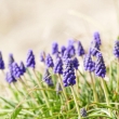 Muscari-armeniacum-_