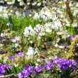 Pomlad-pod-dišečim-kosteničevjem-.-_