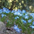 blue-flowers-745160_1920