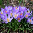 crocuses-1268742_1920