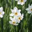 daffodil-87961_1920