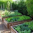 Perfect-Raised-Garden-Beds-Layout-Design-8