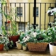 vegetables-on-the-balcony-creating-a-raised-bed-garden-1-955