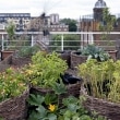 vegetables-on-the-balcony-creating-a-raised-bed-garden-5-955