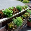 vegetables-on-the-balcony-creating-a-raised-bed-garden-7-955