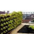 vegetables-on-the-balcony-creating-a-raised-bed-garden-9-955