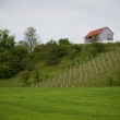 kombinat-janez-marolt-vineyard-cottage-in-kozjansko-slovenia