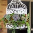 decorative bird cages wholesale wedding Beautiful Succulents in Birdcage SUCCULENTS Pinterest