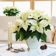 Poinsettia-Flower-2_result