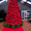 best-ideas-about-poinsettia-tree-on-pinterest-xmas-afrodecor