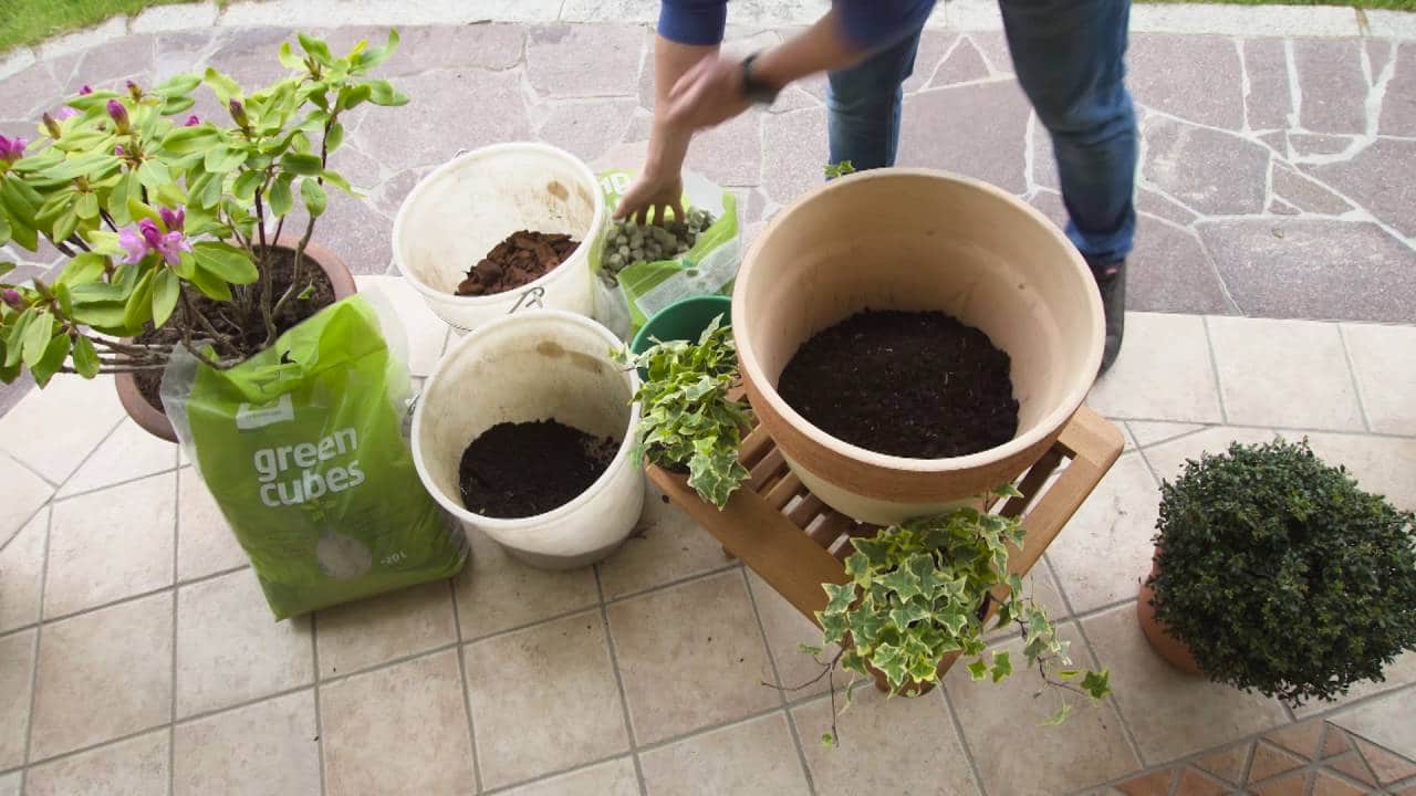 Rastline v okrasnih posodah in visokih gredah potrebujejo posebne pogoje