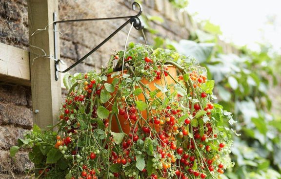 V viseče posode letos zasadite užitne rastline