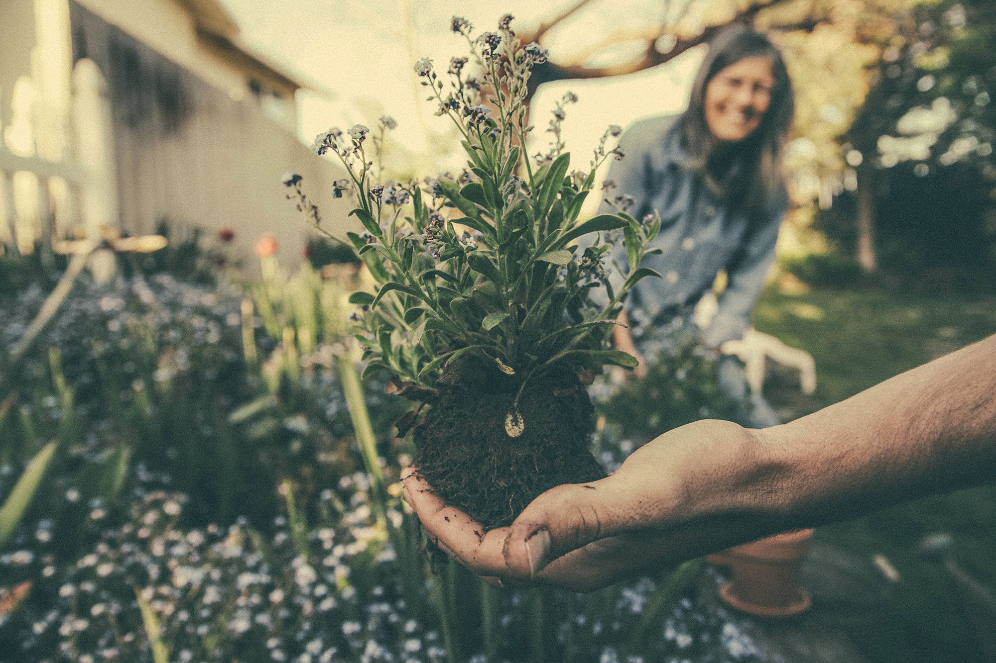 30 najbolj koristnih vrtnarskih nasvetov, ki jih morda še ne poznate