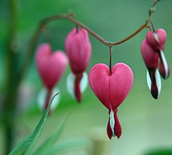 Srčki - Dicentra Spectabilis