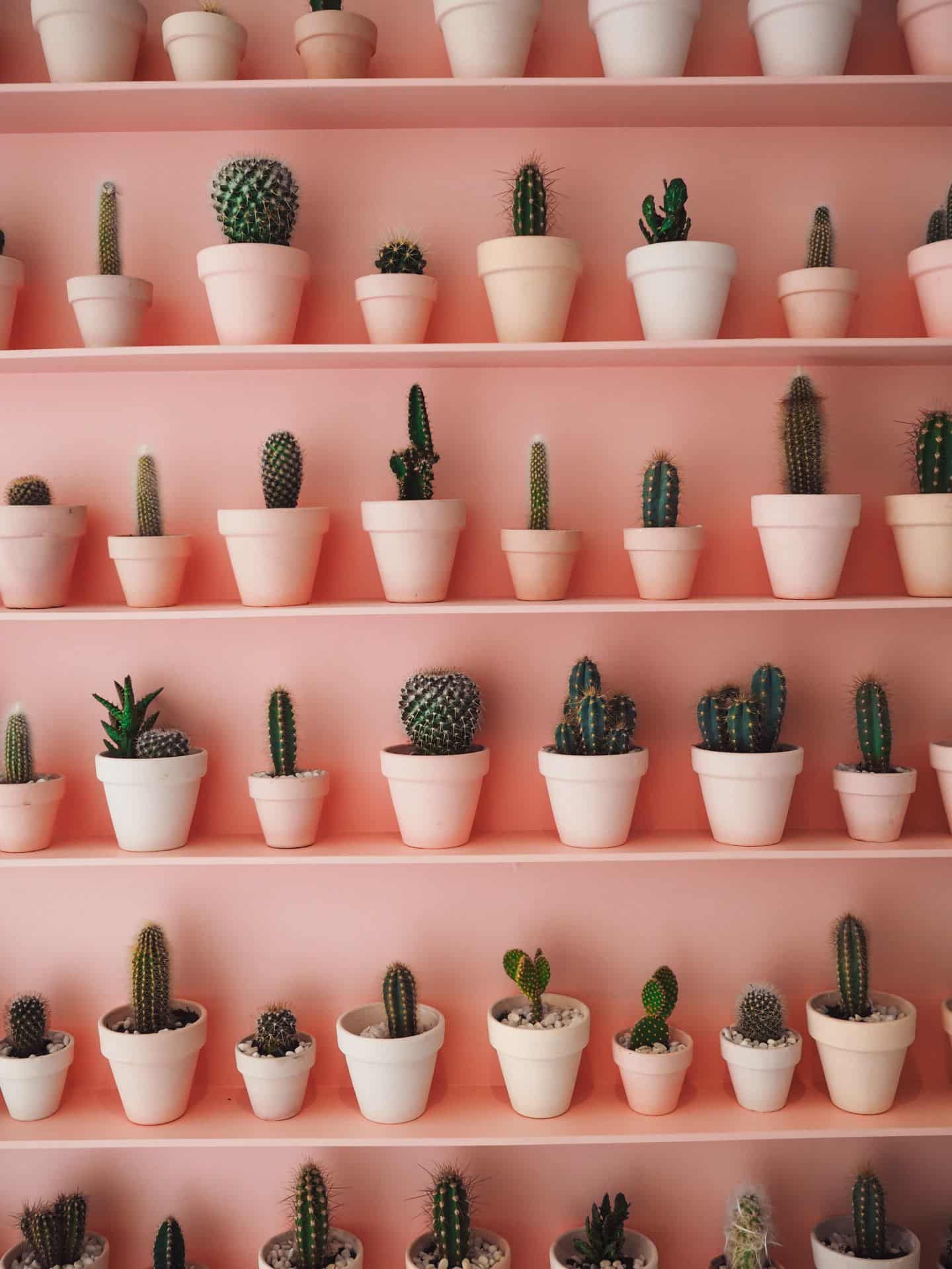 Kaktus: zeleni sostanovalec za začetnike