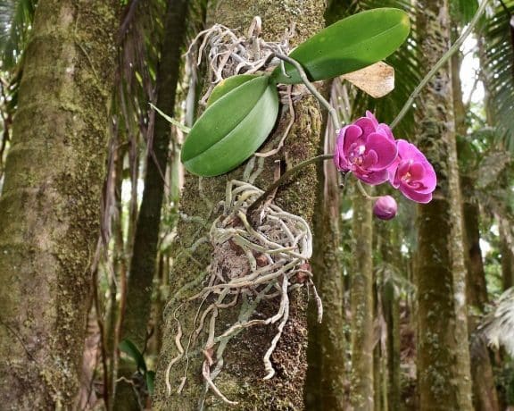 Kako pravilno skrbeti za orhideje, da vam bodo obilno cvetele?