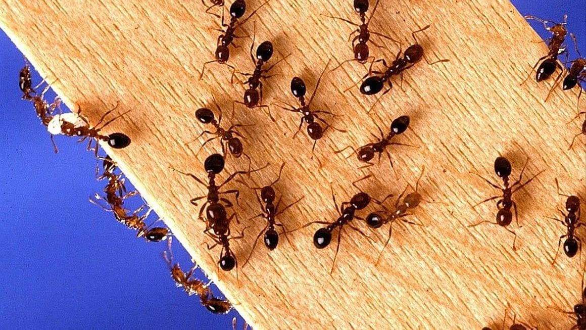 Kako se boriti proti muham, mušicam, moljem in mravljam?