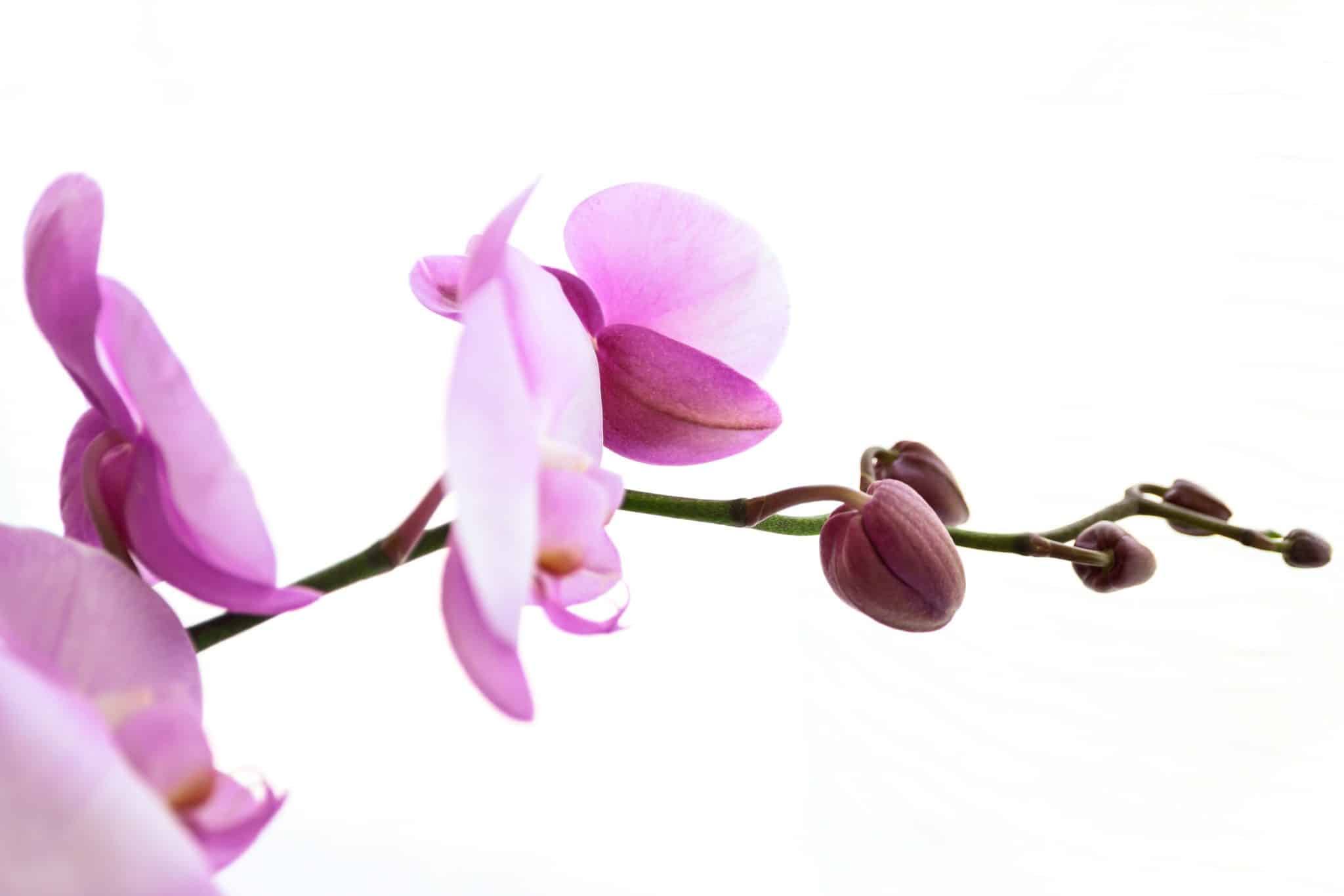 Nasveti strokovnjaka: z nekaj triki do zavidanja vrednih orhidej