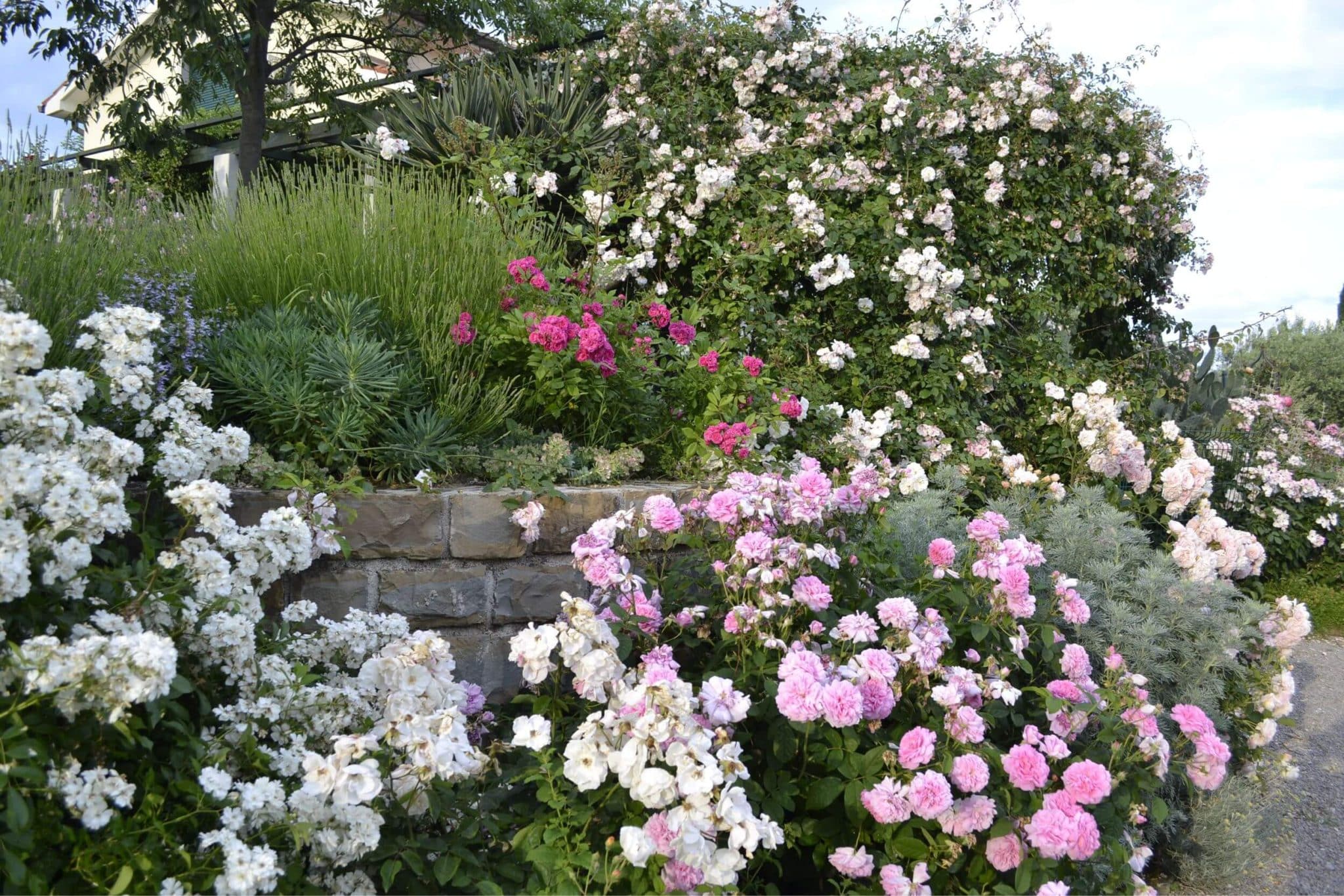 Vrt z več kot 200 različnimi vrtnicami