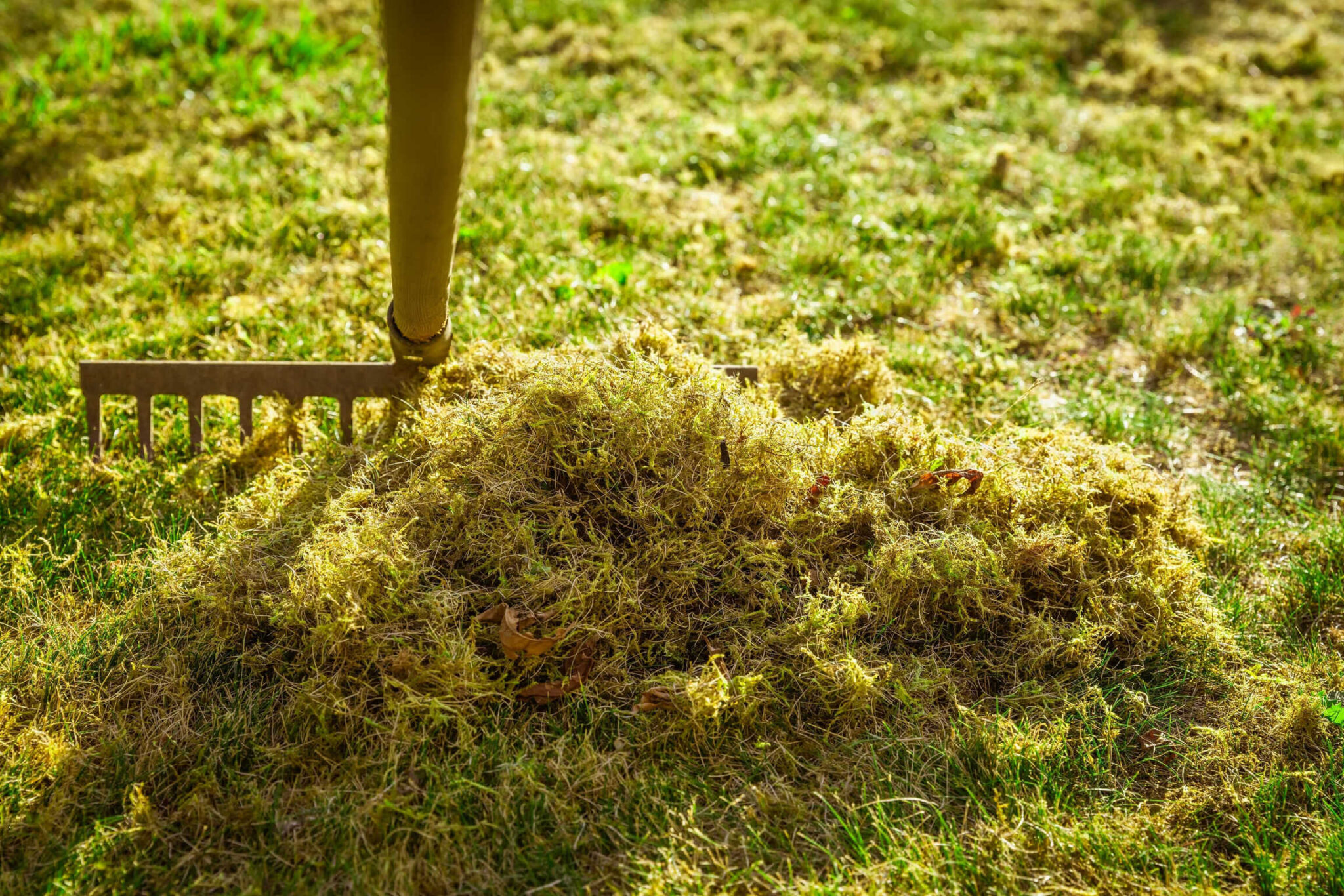 Jesenska nega naše trate