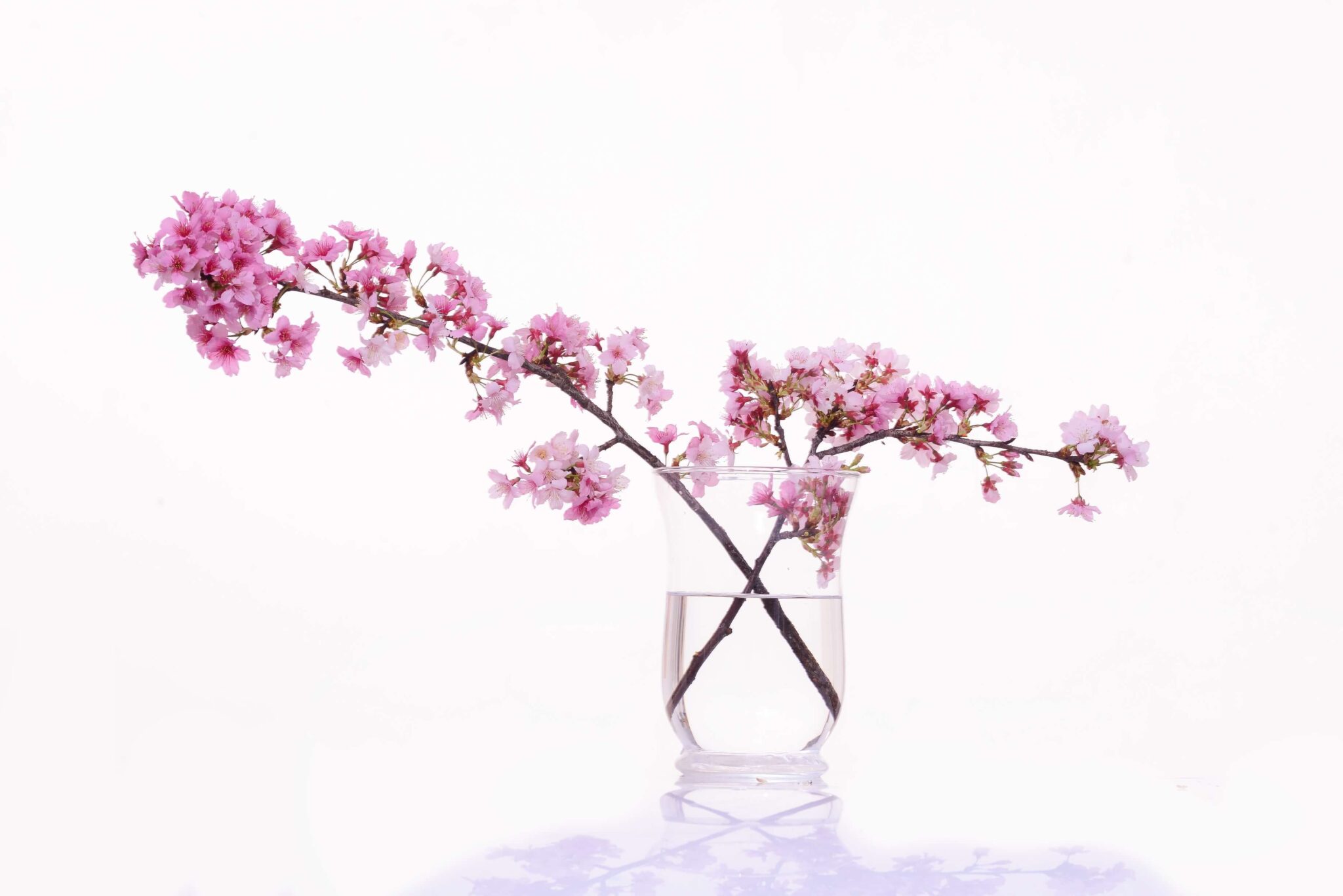 Siljene cvetoče veje v vazi