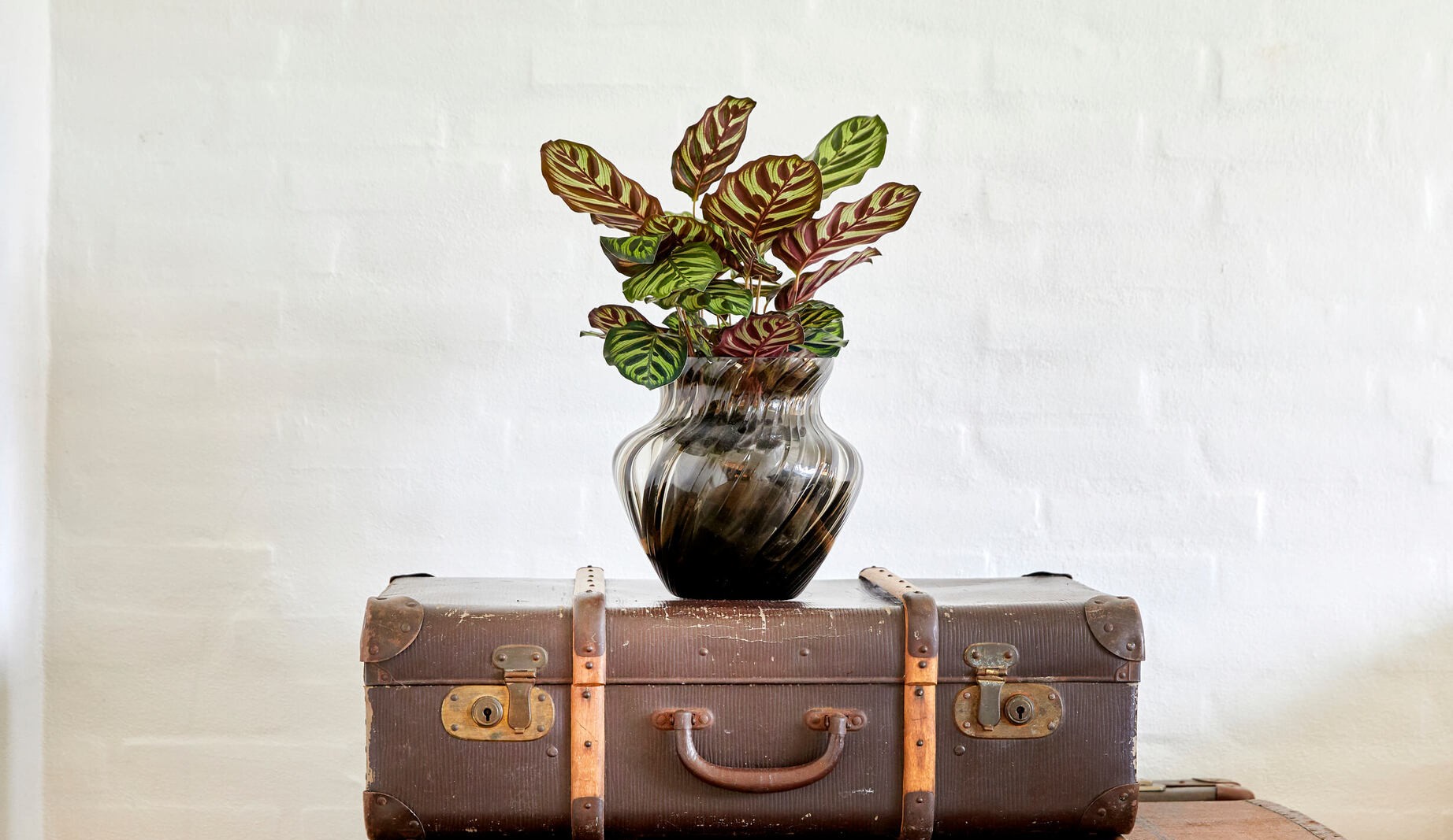 Sobne rastline, ki žarijo in dihajo tudi brez sonca