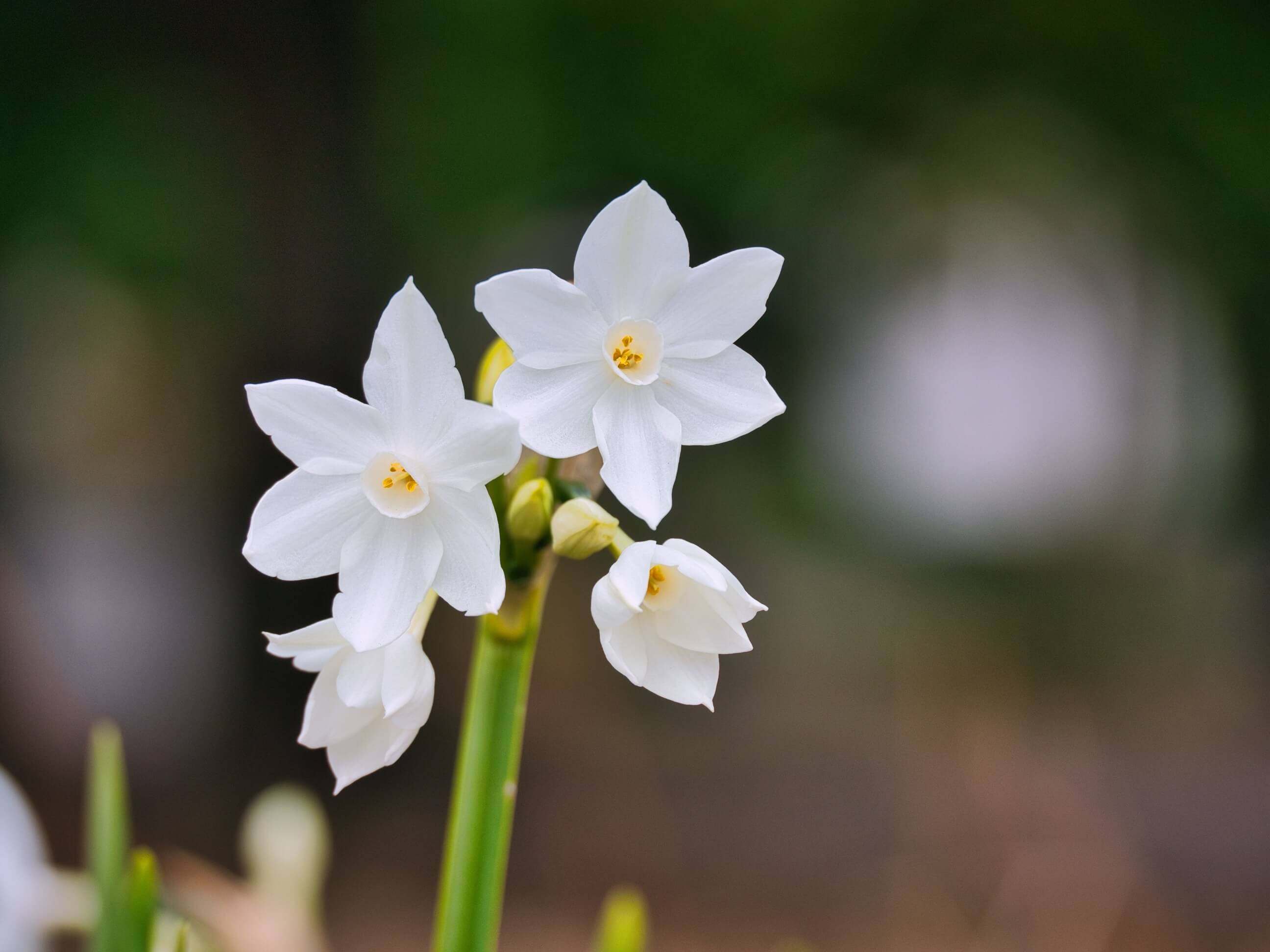 Narcise: lepe kot Narcis