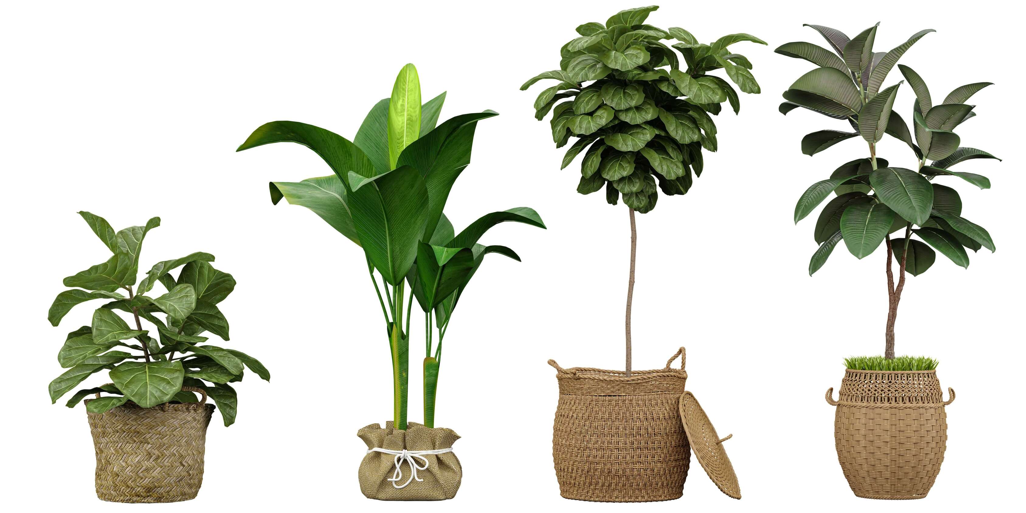 Drevesa v loncih: balkon kot majhen vrt